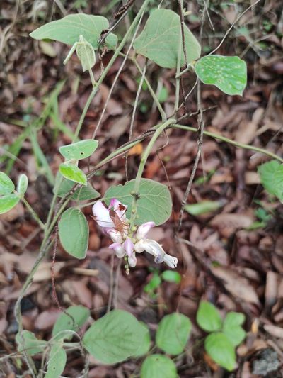 Canavalia septentrionalis, photographed by Liliana Ramírez-Freire
