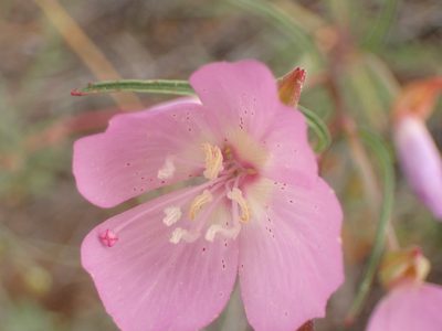 Clarkia bottae, photographed by George Williams