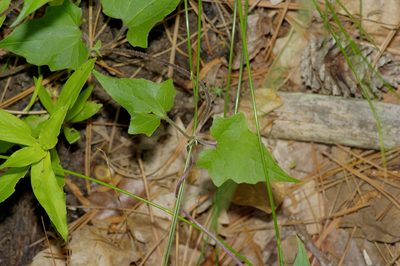 Mikania scandens, photographed by Michelle W. （鍾偉瑋）