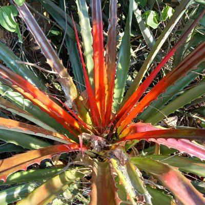 Bromelia pinguin