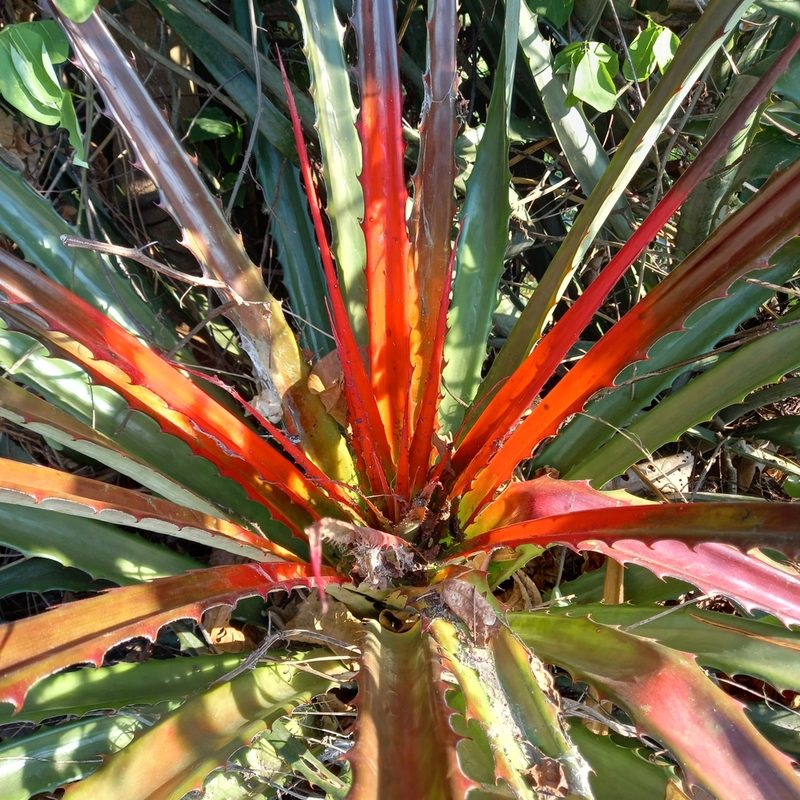 Bromelia pinguin, photographed by David Umanzor