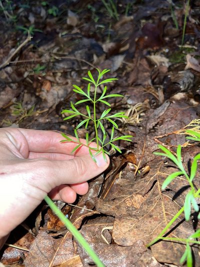 Perideridia americana, photographed by Nathan Aaron