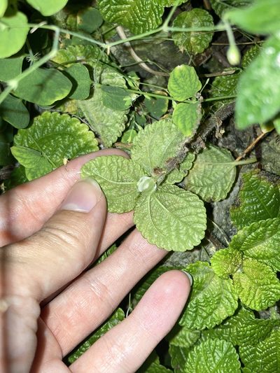 Pilea nummulariifolia, photographed by Jade Fortnash