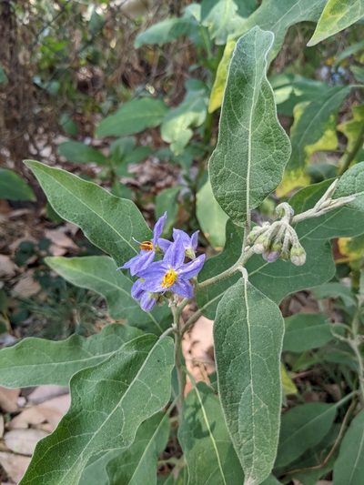 Solanum lanceolatum, photographed by Connor McInerney