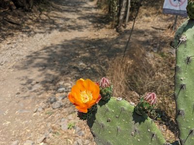 Opuntia tomentosa, photographed by Connor McInerney