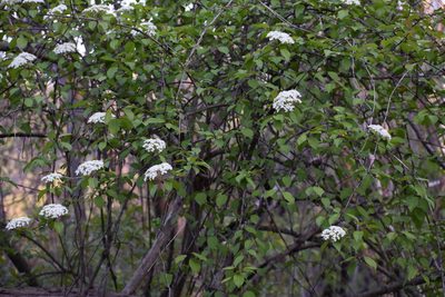 Viburnum prunifolium, photographed by Juan G.
