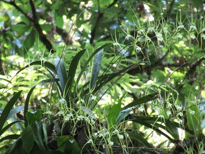 Brassia verrucosa, photographed by Adrianh M. Orozco