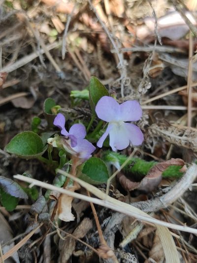 Viola sacchalinensis, photographed by Юлия