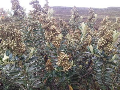 Buddleja coriacea, photographed by Humber Alberto