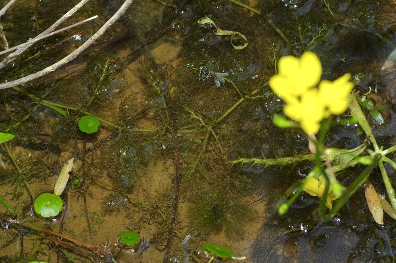 Utricularia inflata, photographed by Michelle W. （鍾偉瑋）