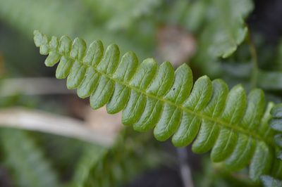 Austroblechnum penna-marina, photographed by E Santos Ortega