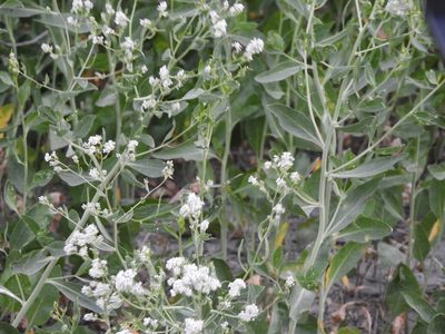 Lepidium latifolium, photographed by Mary K. Hanson