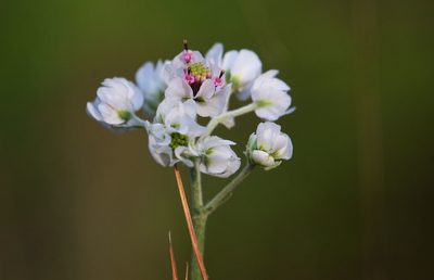 Hymenopappus artemisiifolius, photographed by Mike Duran