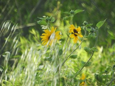 Helianthus annuus, photographed by Mary K. Hanson