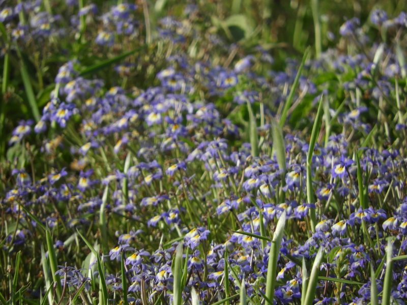 Downingia pulchella, photographed by Mary K. Hanson