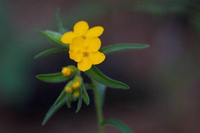 Lithospermum caroliniense, photographed by Mike Duran