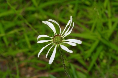 Echinacea sanguinea, photographed by Michelle W. （鍾偉瑋）