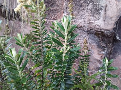 Buddleja coriacea, photographed by Humber Alberto