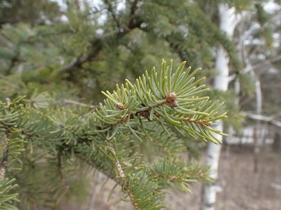 Picea glauca, photographed by Mary Krieger