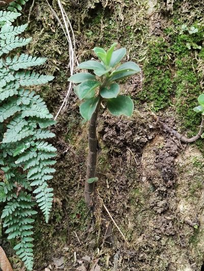 Peperomia liebmannii, photographed by Liliana Ramírez-Freire