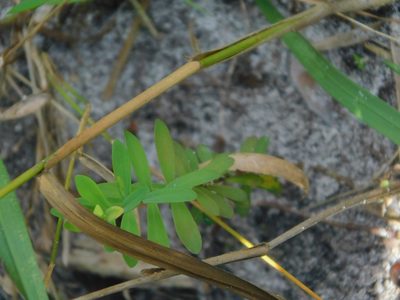 Hypericum hypericoides, photographed by Jade Fortnash