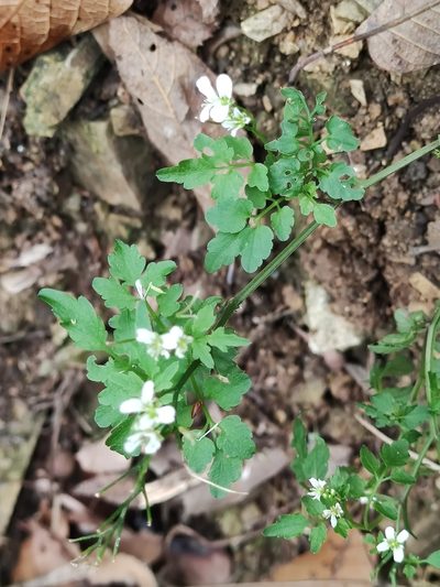 Cardamine auriculata, photographed by Liliana Ramírez-Freire