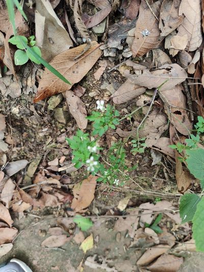 Cardamine auriculata, photographed by Liliana Ramírez-Freire