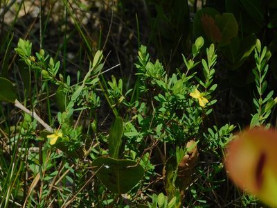Hypericum hypericoides, photographed by Jade Fortnash