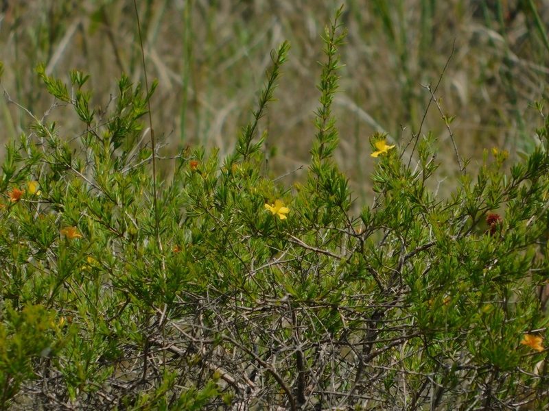 Hypericum fasciculatum, photographed by Jade Fortnash