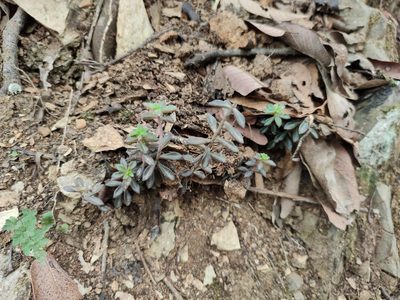 Sedum calcicola, photographed by Liliana Ramírez-Freire
