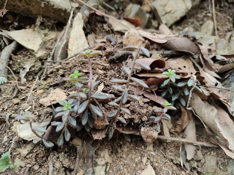 Sedum calcicola, photographed by Liliana Ramírez-Freire