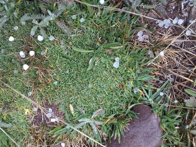 Azorella diapensioides, photographed by Humber Alberto