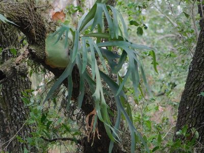 Platycerium bifurcatum, photographed by Jade Fortnash
