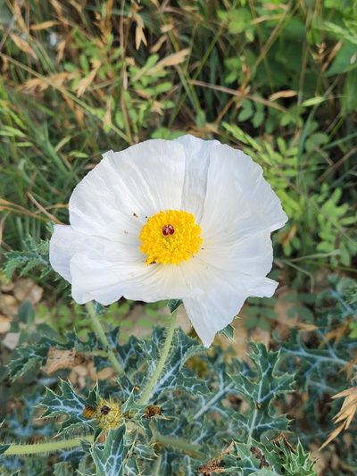 Argemone aurantiaca, photographed by Jo Roberts