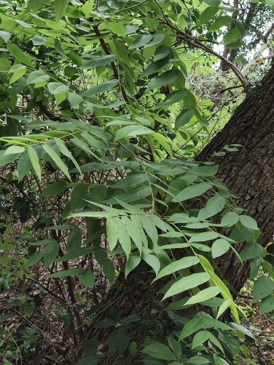Juglans mollis, photographed by Liliana Ramírez-Freire