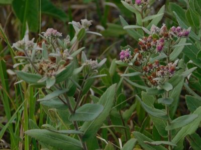 Pluchea baccharis, photographed by Jade Fortnash