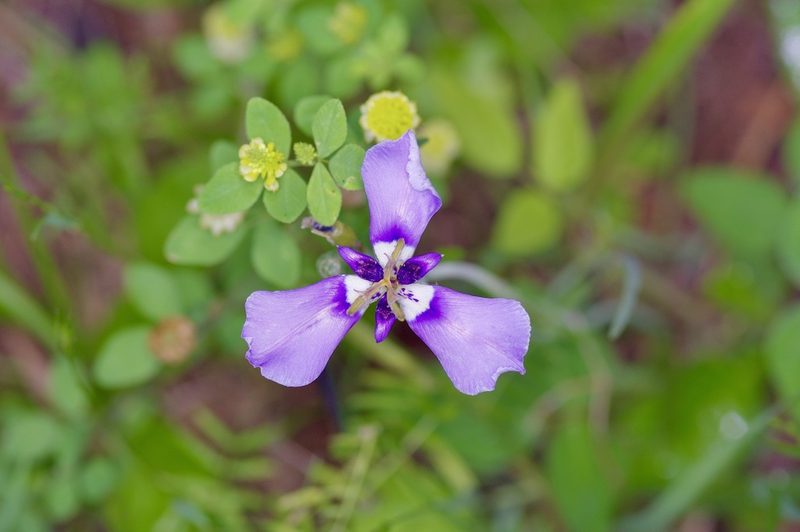Herbertia lahue, photographed by Michelle W. （鍾偉瑋）