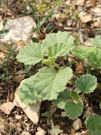 Hermannia texana, photographed by Jo Roberts
