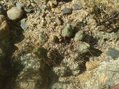 Cumulopuntia boliviana, photographed by Alfredo F. Fuentes Claros
