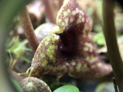 Asarum heterophyllum