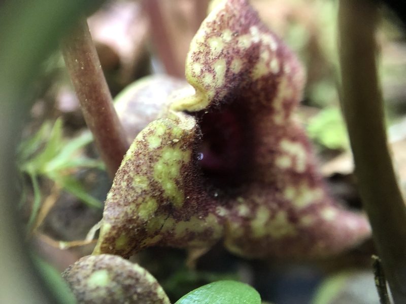 Asarum heterophyllum, photographed by Scott Morris