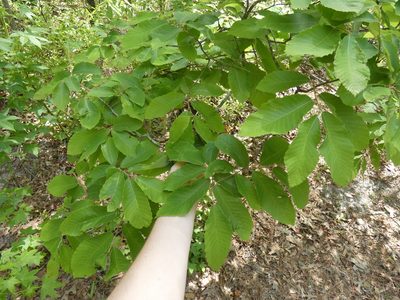 Castanea pumila, photographed by Morgan Freese