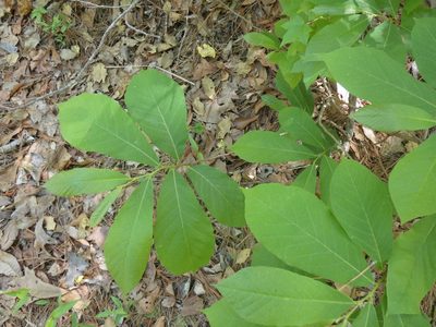Asimina parviflora, photographed by Morgan Freese