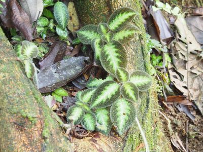 Episcia lilacina, photographed by Lena Struwe