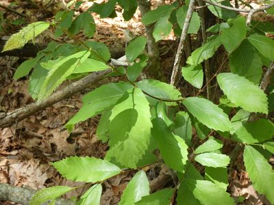 Castanea pumila, photographed by Morgan Freese