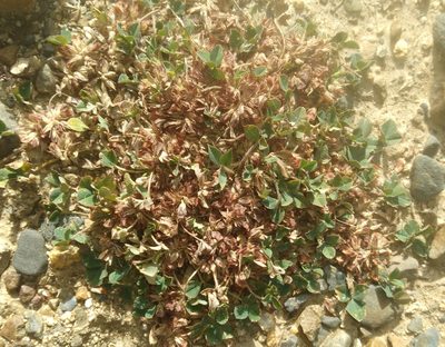 Trifolium amabile, photographed by Alfredo F. Fuentes Claros
