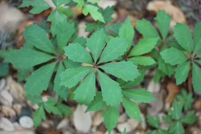 Parthenocissus heptaphylla, photographed by Reid Hardin