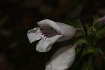 Penstemon cobaea, photographed by Reid Hardin
