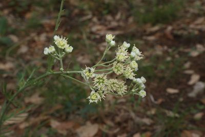 Hymenopappus scabiosaeus
