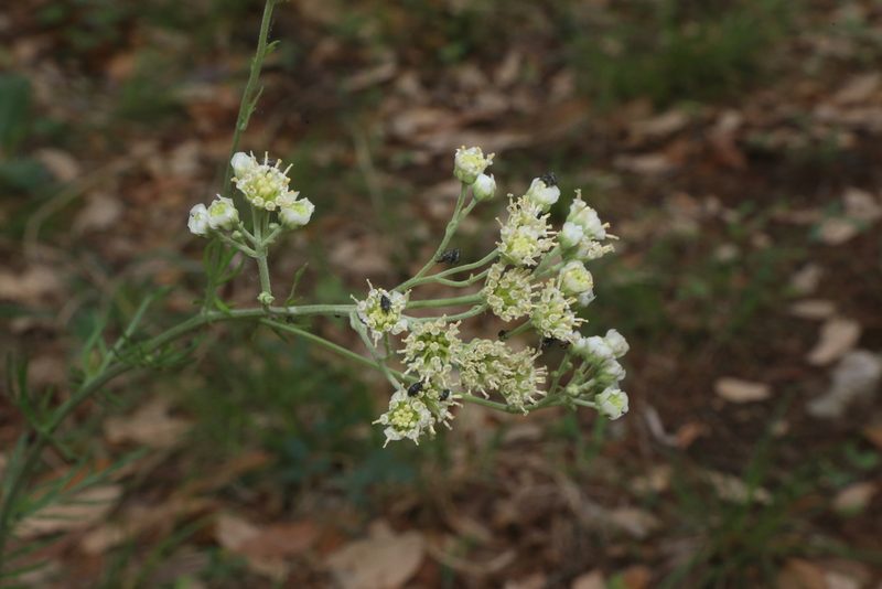 Hymenopappus scabiosaeus, photographed by Reid Hardin
